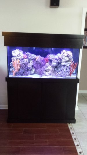 Aquarium2s.jpg