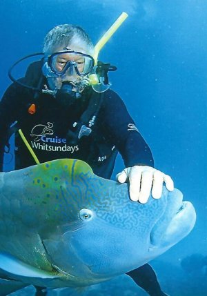 Great Barrier Reef-Wrasse.jpg