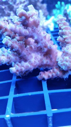 AEFW bitmärke.jpg AEFW bitmärke.jpg