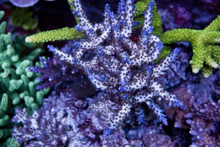 blåvit assie.jpg blåvit assie.jpg