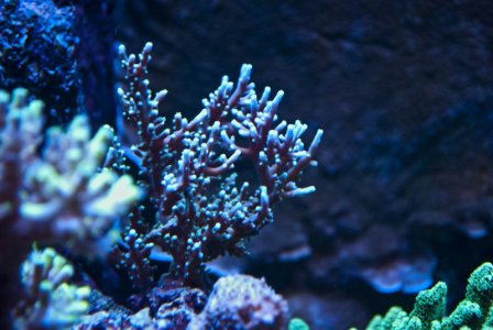 blåvit.jpg blåvit.jpg