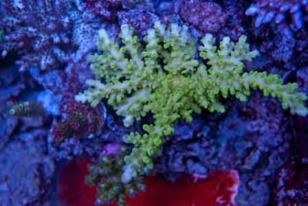 frogskin.jpg frogskin.jpg