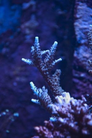 formossa.jpg formossa.jpg