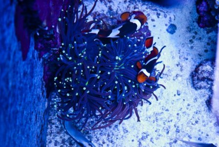 clowner.jpg clowner.jpg