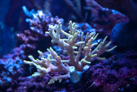 djuphavs.jpg djuphavs.jpg