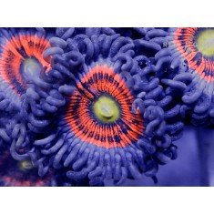 Helms deep play-235x235.jpg