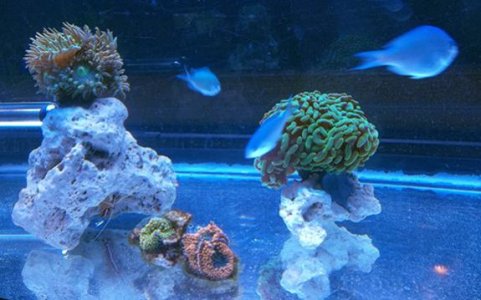 Canaries ina Coal Mine.jpg