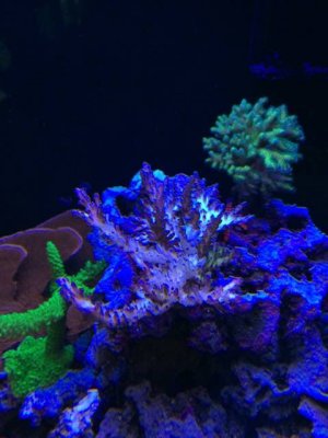 ImageUploadedByTapatalk1442688183.143055.jpg ImageUploadedByTapatalk1442688183.143055.jpg