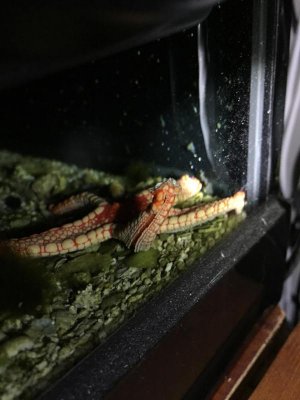 Starfish problem 1.jpg