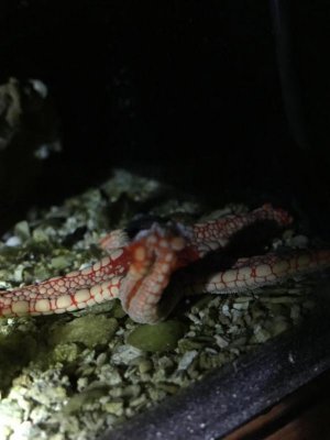 starfish problem 2.jpg