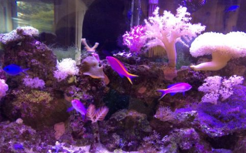 Purple Queen Anthias.jpg