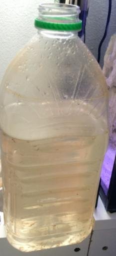 Bottle Containing Brine Shrimp.jpg