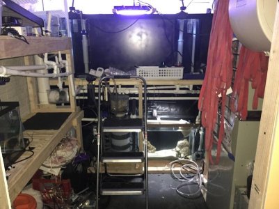 fishroom2.jpg