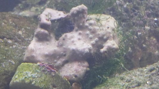 unknown Coral.jpg