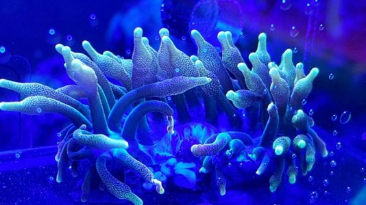 gonzo sunburst bta.jpg