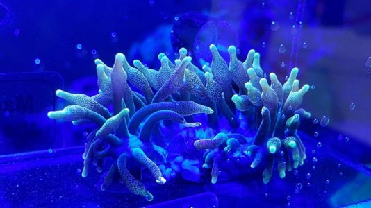 gonzo sunburst bta (2).jpg