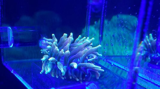 gonzo sunburst bta (3).jpg