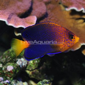 Interruptus Angelfish Juvenile.jpg