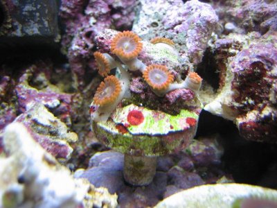 Zoa 3.jpg