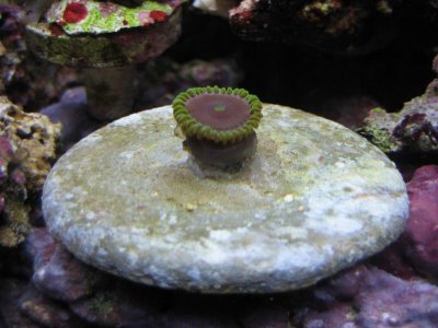 Zoa 1.jpg