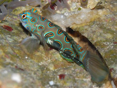 mandy 001 (Medium).jpg