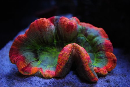brain coral.jpg