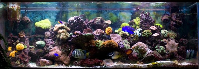 full-tank-shot.jpg