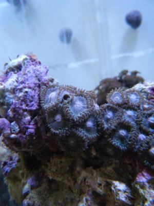 zoanthid.jpg