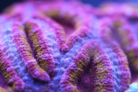 Corals_002.jpg