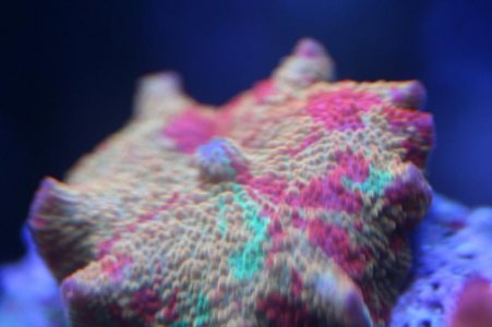 Corals025.jpg