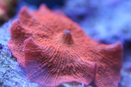 Corals038.jpg