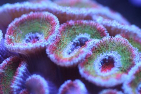Corals032.jpg