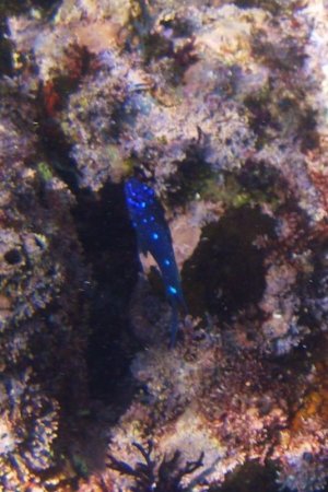 snorkeling 040.jpg