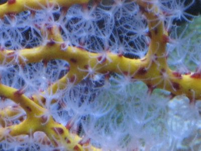 reeftank 032.jpg