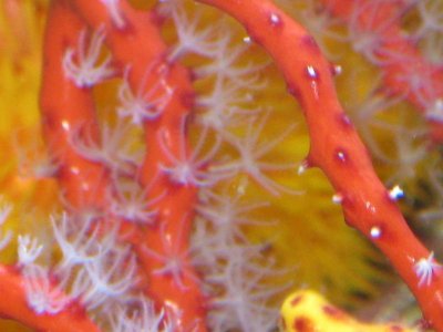 reeftank 034.jpg