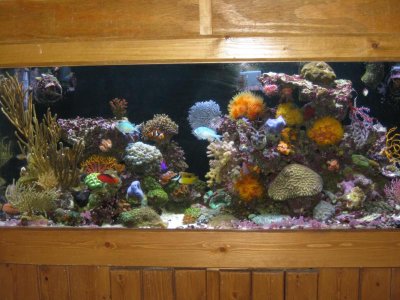 reeftank 095.jpg