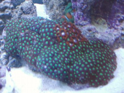corals for sale 005.jpg
