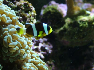 unknown amphirion.jpg