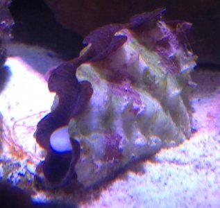 Copy of IMG_1708.JPG