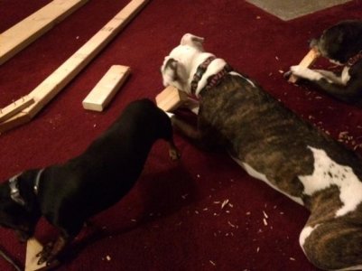 Dogs.jpg
