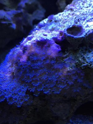 Blue coral growths.jpg