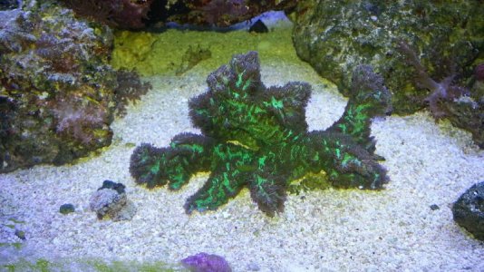 SPS - Coral ID needed.jpg