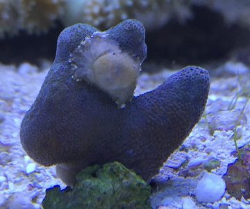 Crab.jpg