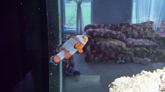 sick fish.jpg sick fish.jpg