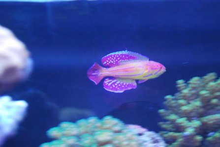 DSC_08141_zpsxsfyqg4l.jpg