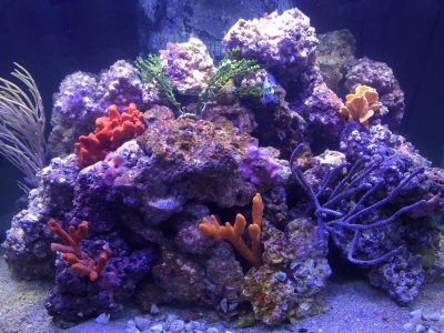 65g Reef.jpg