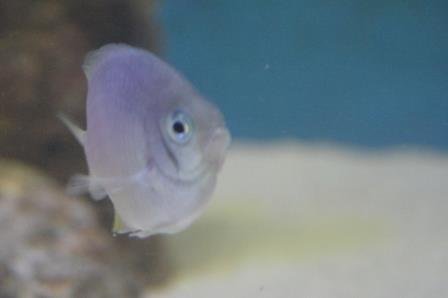 chromis11.jpg
