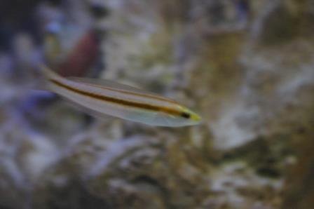 wrasse.JPG