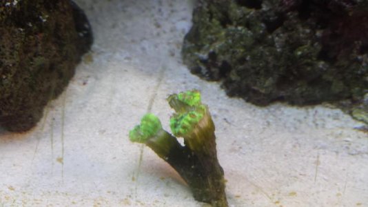 Candy Cane coral.jpg