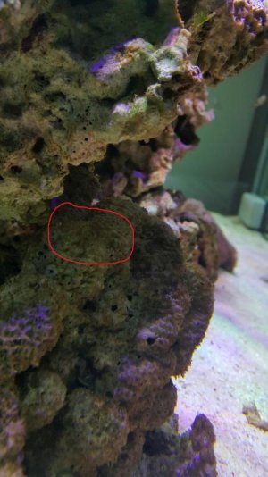 2015-10-31 08.32.08.jpg